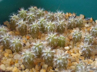 Echinopsis mirabilis, 5 Monate.JPG