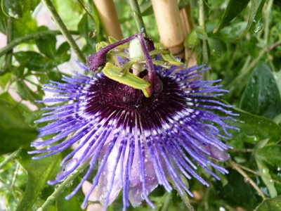 purple haze regentropfen.jpg