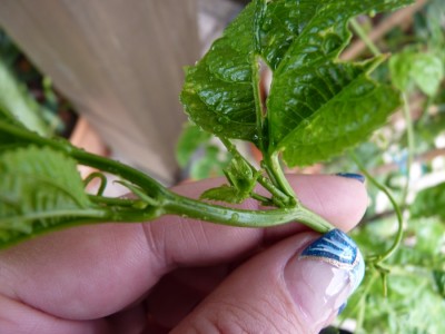 knospe edulis.jpg