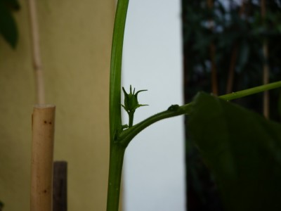 knospe incarnata.jpg