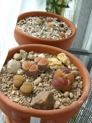 lithops07.JPG