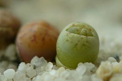 lithops06.JPG