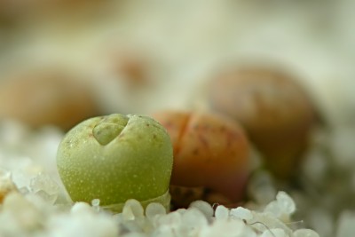 lithops05.jpg