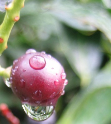 Bild green24 306.jpg