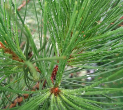 Bild green24 301.jpg