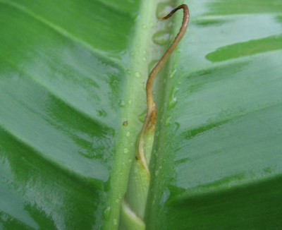 Bild green24 308.jpg