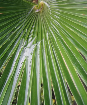 Bild green24 309.jpg