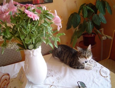Katze auf demTisch.jpg