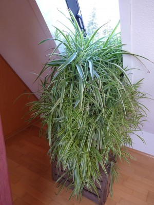 P1000936.JPG