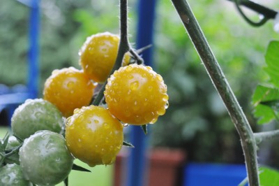 gfdhd 022 (2000x1328).jpg