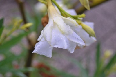 gfdhd 021 (2000x1328).jpg