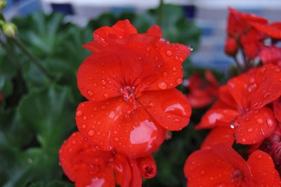 gfdhd 015 (2000x1328).jpg