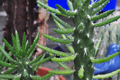 gfdhd 009 (2000x1328).jpg