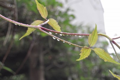 gfdhd 029 (2000x1328).jpg