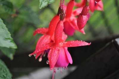 gfdhd 025 (2000x1328).jpg