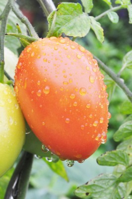 gfdhd 024 (1328x2000).jpg