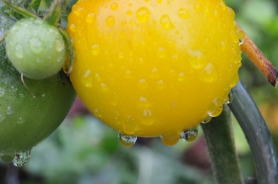 gfdhd 023 (2000x1328).jpg