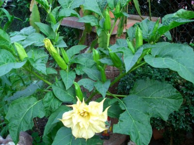 Datura.JPG