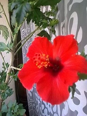 Hibiskus'rot...JPG