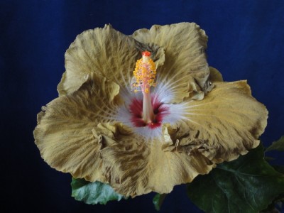 Kattie Jones 5.8.11.JPG