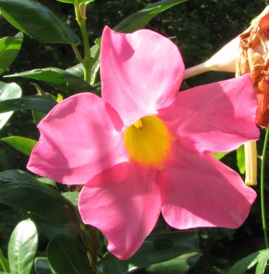 Blüte Dipladenie rosa.jpg