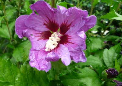 Hibiskus Blue satin.JPG