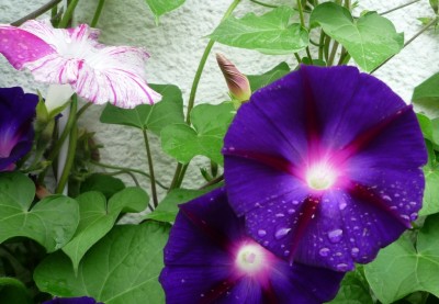 Prunkwinde im Regen.JPG