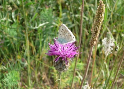 Schmetterling aus der Rhön.JPG