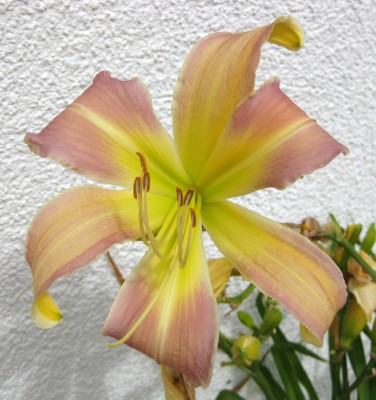 Taunus Blue Phantasy_0665.jpg