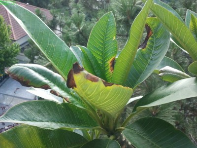 2011-07-05 18.23.40-s.jpg
