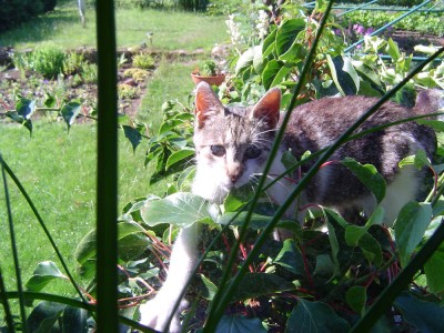 Kätzchen im Kiwi.jpg