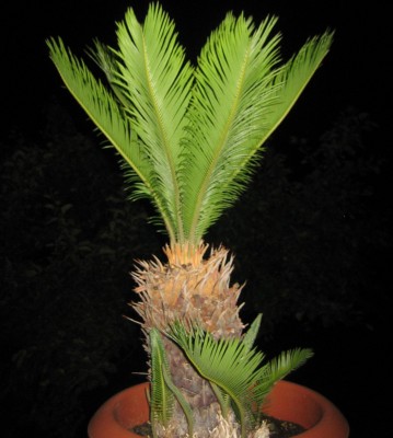 Bild green24 318.jpg