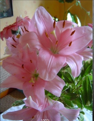 Lilien.jpg