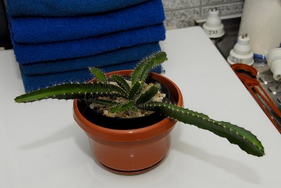 dsc_7632_Pitahaya.jpg