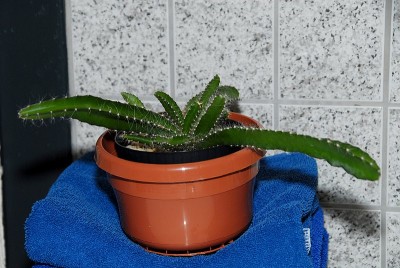 dsc_7629_Pitahaya.jpg