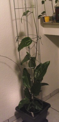 Passi edulis f. flaviacarpa 6.8.11 (3).JPG