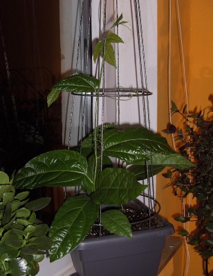 Passi edulis f. edulis 6.8.11 (1).JPG