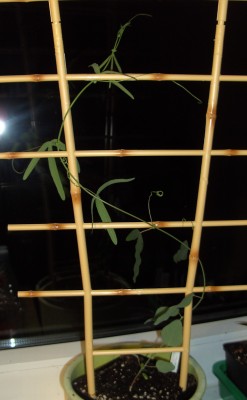 Passi caerulea 6.8.11 (2).JPG