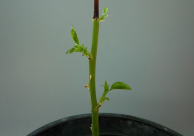 Rosensteckling v. Mucci.JPG