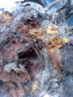 Bild001.jpg