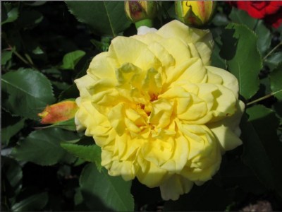 rose.jpg