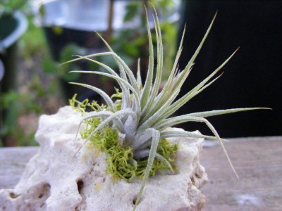 20110806 011.JPG