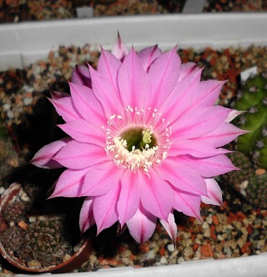 DSCI0484.JPG