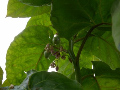 Bild 8240.jpg