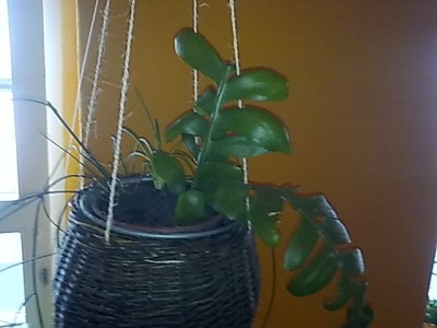 ..S.Chrysocardium.....JPG