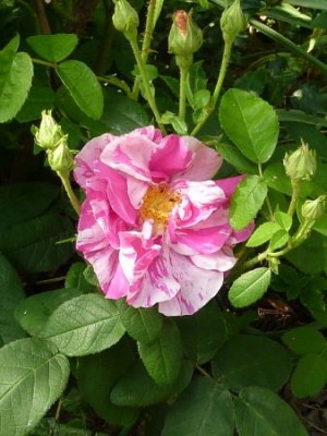 223 - Kopie (338x450).jpg