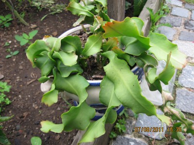 2011_7100.jpg