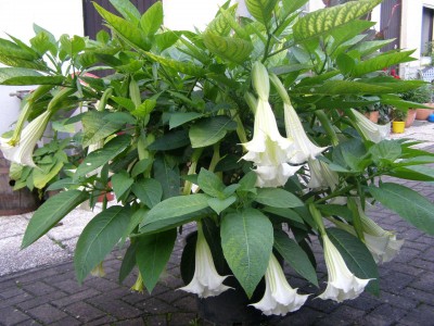 Friedrichsthal ab 20.11 011.jpg