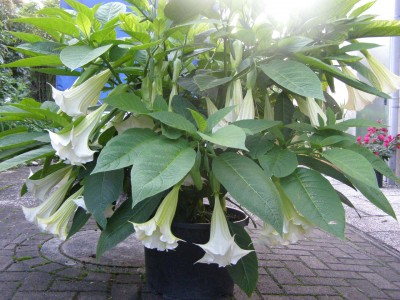 Friedrichsthal ab 20.11 008.jpg