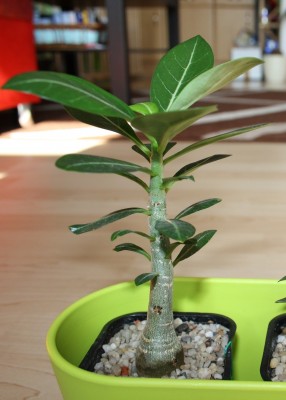 IMG_1175 - Kopie.JPG